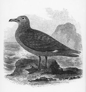 The Common Skua, illusztráció William Yarrell „A British Birds története” című művéből, először 1843-ban jelent meg