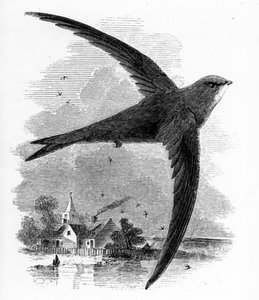 The Common Swift, illusztráció William Yarrell „A British Birds története” című művéből, először 1843-ban jelent meg