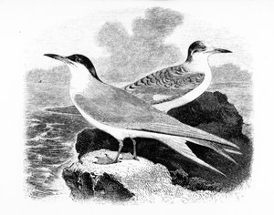 The Common Tern, illusztráció William Yarrell „A British Birds története” című művéből, először 1843-ban jelent meg