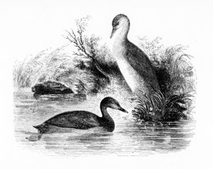The Little Grebe, vagy Dabchick, illusztráció William Yarrell „A British Birds története” című művéből, először 1843-ban jelent meg