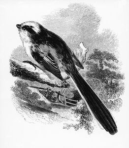 A hosszúfarkú cinege, William Yarrell „A British Birds története” című művéből készült illusztráció, először 1843-ban jelent meg