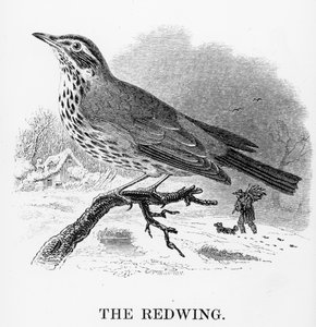 The Redwing, illusztráció William Yarrell „A British Birds története” című művéből, először 1843-ban jelent meg