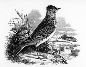 The Sky Lark, illusztráció William Yarrell „A British Birds története” című művéből, először 1843-ban jelent meg