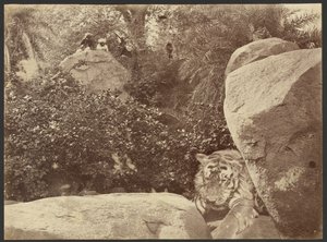 [Tigris a sziklákon] alkotó: Willoughby Wallace Hooper