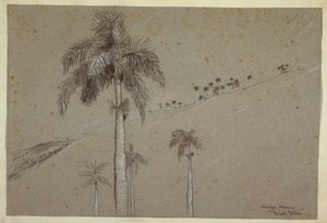 Rajz, Royal Palm, Kuba, 1885 alkotó: Winslow Homer