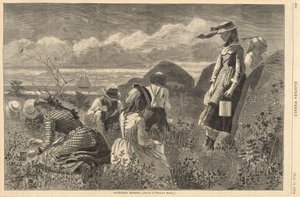 Bogyók gyűjtése, Harpertől alkotó: Winslow Homer