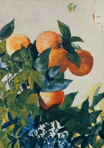 Narancs egy ágon, 1885