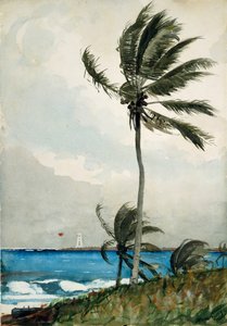 Pálmafa, Nassau, 1898. alkotó: Winslow Homer