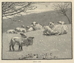 Tavaszi bárány, a Scribner