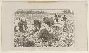 Az eperágyás alkotó: Winslow Homer