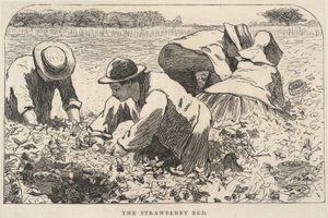 Az eperágy, az Ifjúságunkból, 1868. július alkotó: Winslow Homer