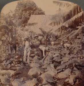 Dohányvágás – Egy tipikus ültetvény – Havanna tartomány, Kuba, 1899