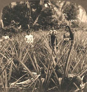 Ananászültetvény, Mayaguez, Porto Rico, 1899.