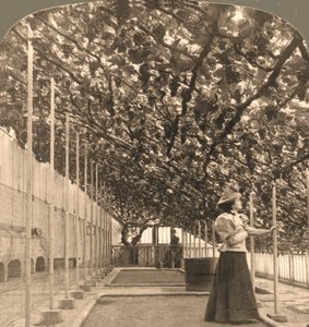 A világ legrégebbi szőlőtőkéje, a Hampton Court Palace, 1768-ban, Angliában, 1897-ben telepítették.