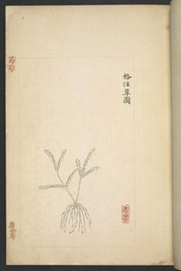 Vagy 13347 B f.2r terv a „Du Cao (mérgező növények)”-től (tinta és színes papíron) alkotó: Wu Qijun