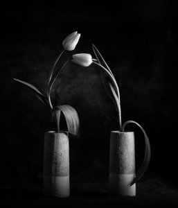 Elegáns fekete-fehér tulipánok alkotó: Xavi Heredia