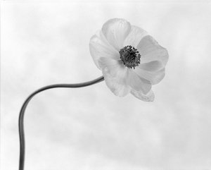 Kecses anemone virág alkotó: Xavi Heredia
