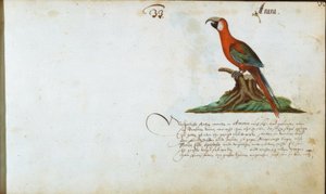 papagáj alkotó: Zacharias Wagner