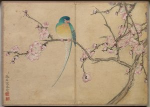Desk Album: Virág és madár festmények (Madár szilvavirágokkal) alkotó: Zhang Ruoai