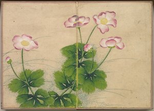 Asztali album: Flower and Bird Paintings mályvavirágok, 18. század.