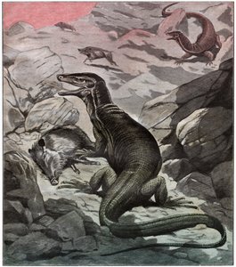 Ázsiai vízmonitor, kb 1925 alkotó: . .