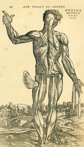 A férfi emberi test hátoldala, a De Humani Corporis Fabrica Libri Septemben (az emberi test szövetéről hét könyvben) megjelent anatómiai tanulmány Andreas Vesaliustól, Basel alkotó: Ferdinand Georg Waldmuller