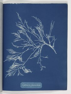"Cystoseira foeniculacea" alkotó: Frederick (attr. to) Barnard