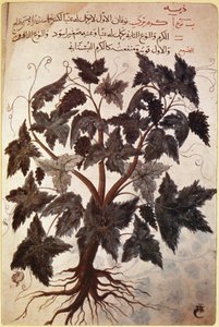 Herbals Vine alkotó: Ferdinand Georg Waldmuller