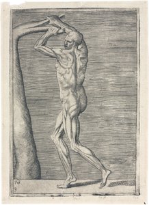 Izmok A férfi izomzat anatómiai vizsgálata; ágat törő ember, 1555 alkotó: Frederick (attr. to) Barnard