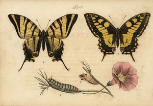 Óvilági fecskefarkú, Papillo machaon 1,2,3 és ritka fecskefarkú, Iphiclides podalirius 4 alkotó: John Pardon
