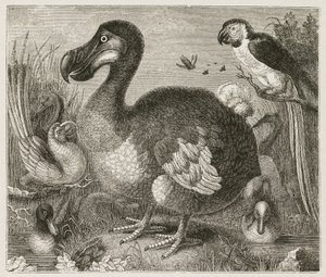 A Dodo alkotó: Ferdinand Georg Waldmuller