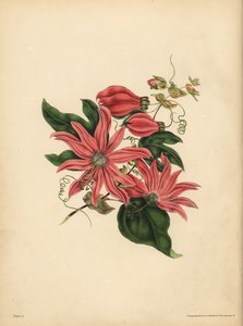 A racemose golgotavirág, Passiflora racemosa, Vallási babona alkotó: John Pardon