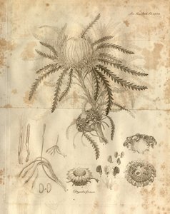 Ez a 3. tábla a londoni Linnean Society Tranzakciói 10. kötetéből, amelyet 1811-ben adtak ki. Az ábrázolt növény a Dryandra formosa (ma Banksia formosa) alkotó: Various