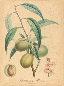 Mandula - Őszibarack alkotó: after A. Poiteau