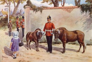 Gnúk (vagy fehérfarkú gnu), a dél-walesi határőrök háziállatai