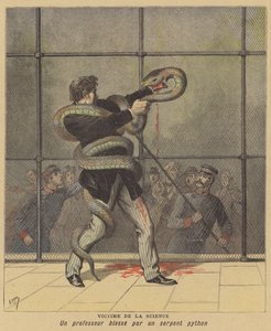 A tudomány áldozata. A Cincinnati Állatkert felügyelőjét megtámadta és megsebesítette egy piton alkotó: after Henri Meyer