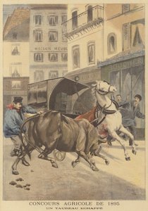 1895-ös mezőgazdasági bemutató. Egy szökött bika