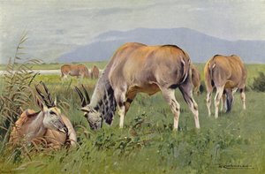 Tehénantilop alkotó: after Wilhelm Kuhnert