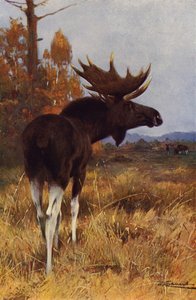 Elk vagy jávorszarvas alkotó: after Wilhelm Kuhnert