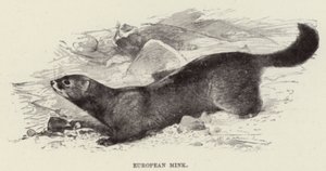 Európai nyérc alkotó: after Wilhelm Kuhnert