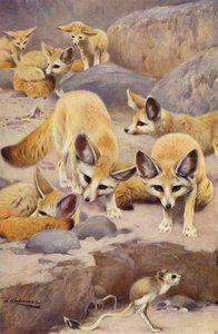 Fennec és Jerboa alkotó: after Wilhelm Kuhnert