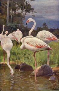 Flamingó