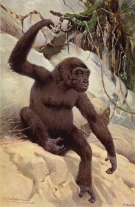 Gorilla alkotó: after Wilhelm Kuhnert