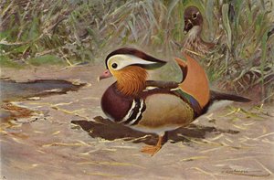 Mandarin kacsa