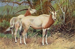 Sable Antilop alkotó: after Wilhelm Kuhnert
