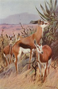 Springbok alkotó: after Wilhelm Kuhnert