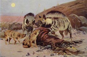 Csíkos hiéna és sakál alkotó: after Wilhelm Kuhnert