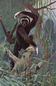 Fehérkezű Gibbon