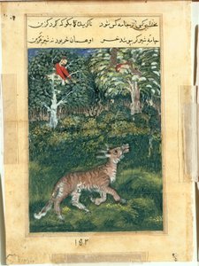 A tigrisbőrben bújt szamár hangosan üvöltve felfedi kilétét egy Tuti-namából (Papagáj meséi): Harmincenegyedik éjszaka alkotó: attributed to Basavana