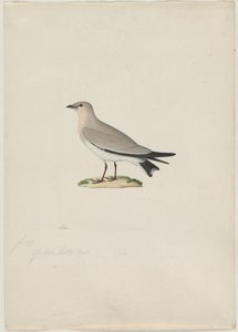 Kis Pratincole (Glareola lactea) alkotó: attributed to Paul Hüet